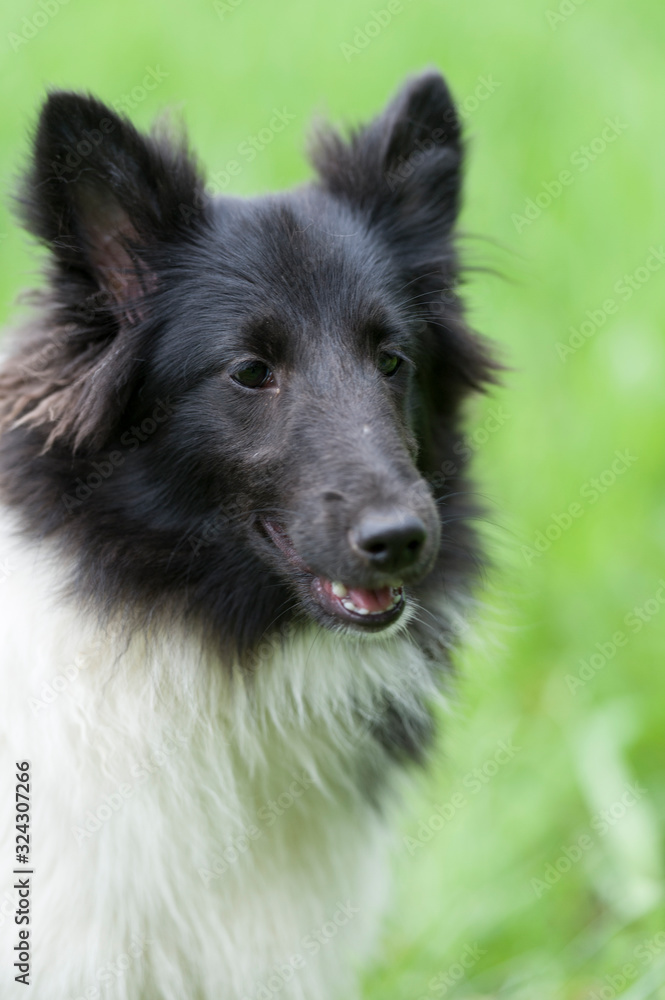 Sheltie