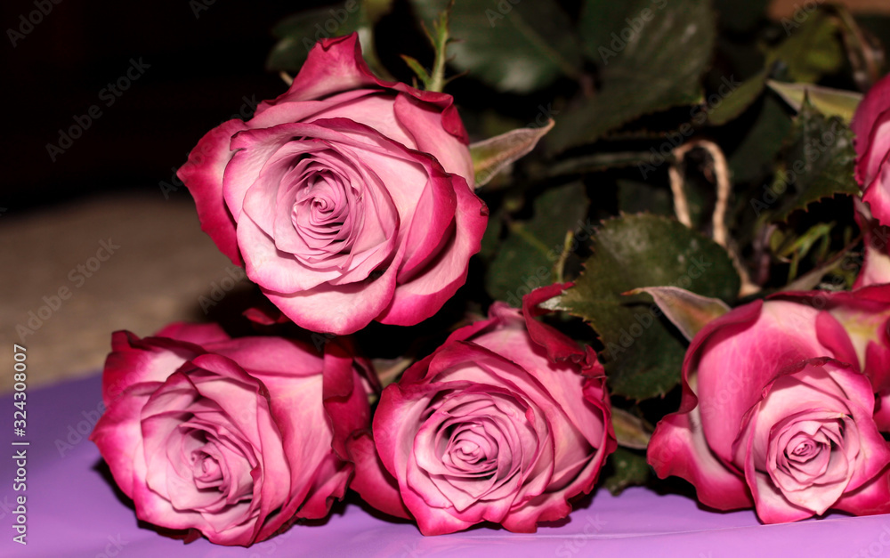 Fototapeta premium Two-tone roses on a purple background. Pink bright flowers.