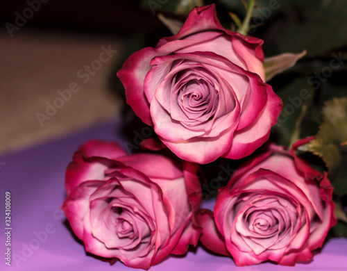 Two-tone roses on a purple background. Pink bright flowers.