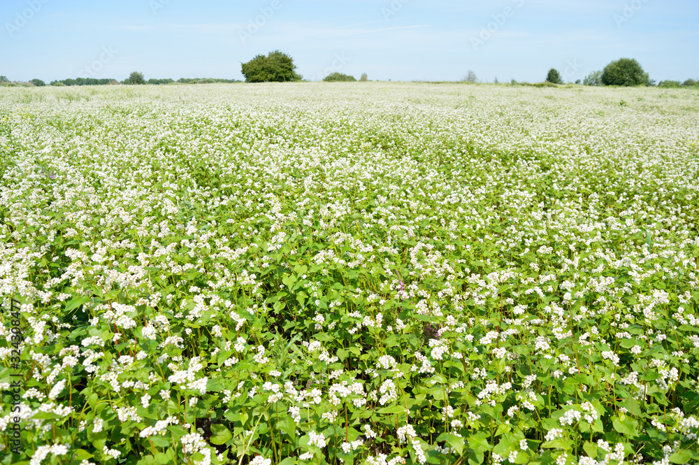 Wide field of flowering white buckwheat in summer
