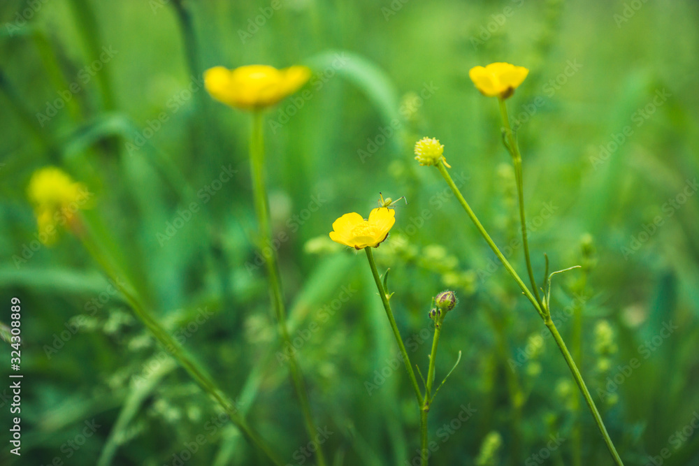 Fototapeta premium Meadow buttercup (Ranuculus acris) in the field. Spring morning. Selective focus. Shallow depth of field.