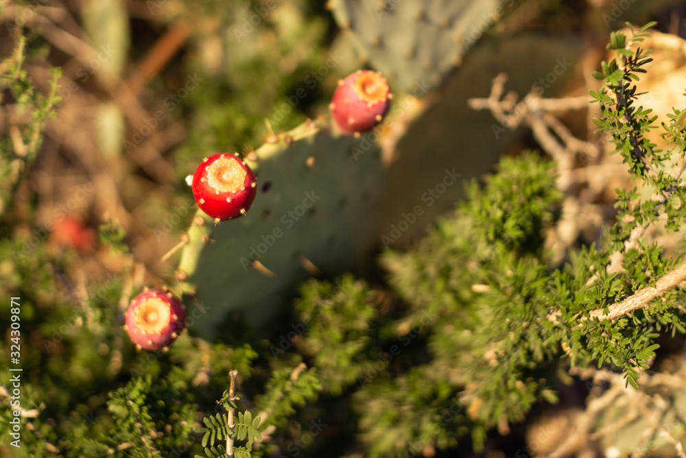 Cacti with flat leaves and red large berries close-up. Thorny cacti with red fruits. Cacti with flat leaves and red large berries close-up. Thorny cacti with red fruits.