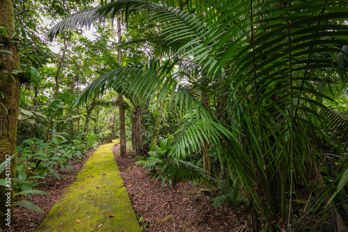 Amazon. Tropical Rainforest. Jungle Landscape. Amazon Yasuni National Park  Ecuador. South America.
