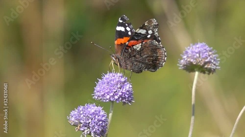 Slow Motion Video: Red Admiral (Vanessa atalanta) butterfly flies up and sits on the devil's-bit scabious (Succisa pratensis) flower. Slowed down 16 times