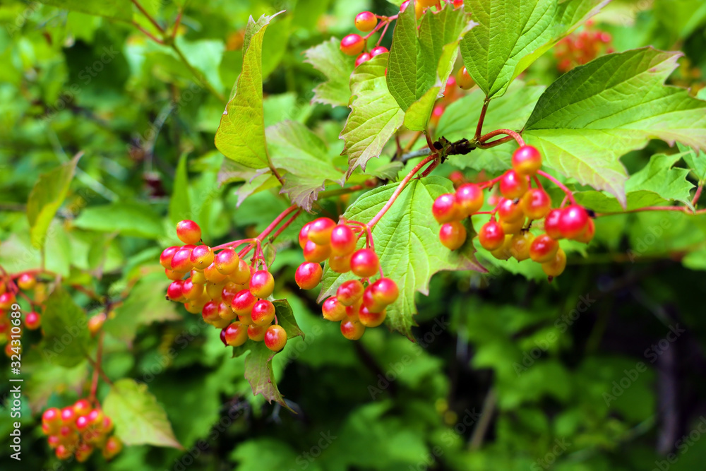 Cluster of a red currant on a branch. Cluster of a red currant on a branch.