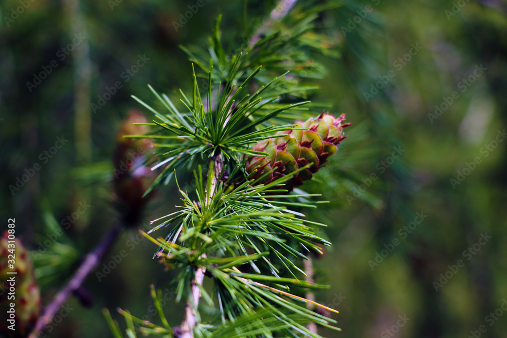 View of a young green pine branch with a cone. View of a young green pine branch with a cone.
