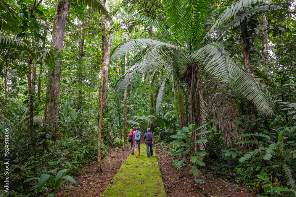 Amazon. Tropical Rainforest. Jungle Landscape. Amazon Yasuni National