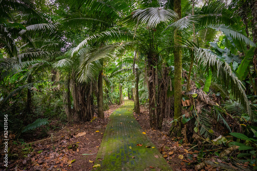 Amazon. Tropical Rainforest. Jungle Landscape. Amazon Yasuni National Park, Ecuador. South America.
