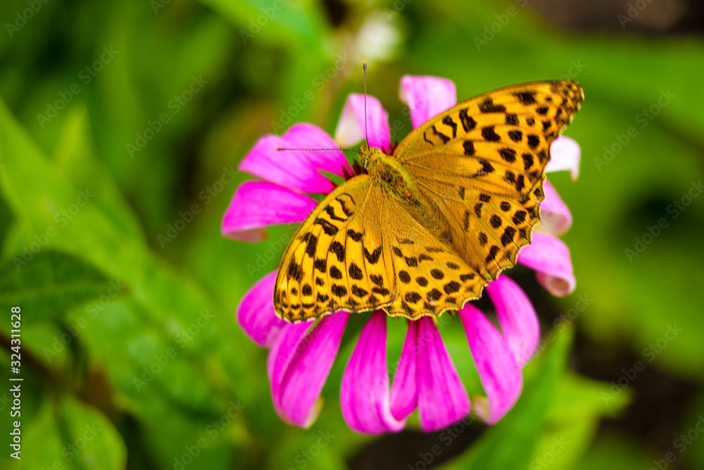 Beautiful butterfly pollinates flowers in the garden in spring or summer. Beautiful butterfly pollinates flowers in the garden in spring or summer.