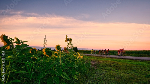 bicycle riding pass a field of blooming sunflowers