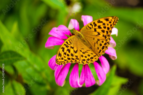 Beautiful butterfly pollinates flowers in the garden in spring or summer. © Dzmitry