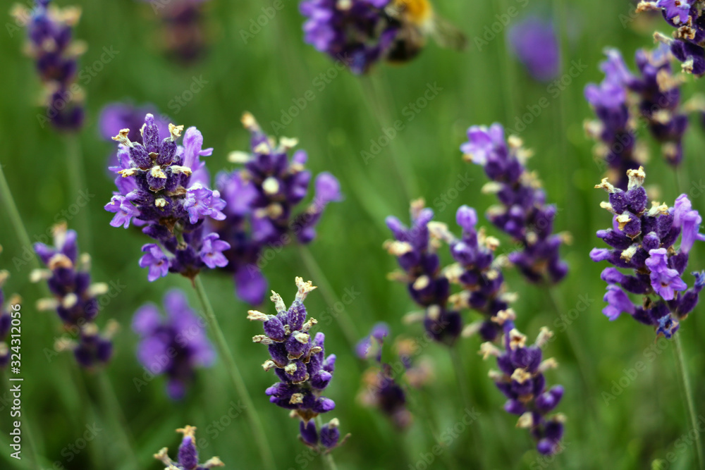 Obraz premium Closeup image of violet lavender flowers in the field in sunny day.
