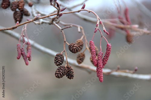 Картината върху платно alder with catkins and cones in spring