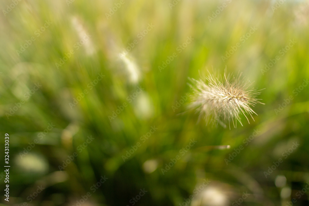 Grass seeds. Fluffy yellow spikelets of grass on a background of a bush of green grass. Shaggy pods in which there are grass seeds. Beautiful green eco background