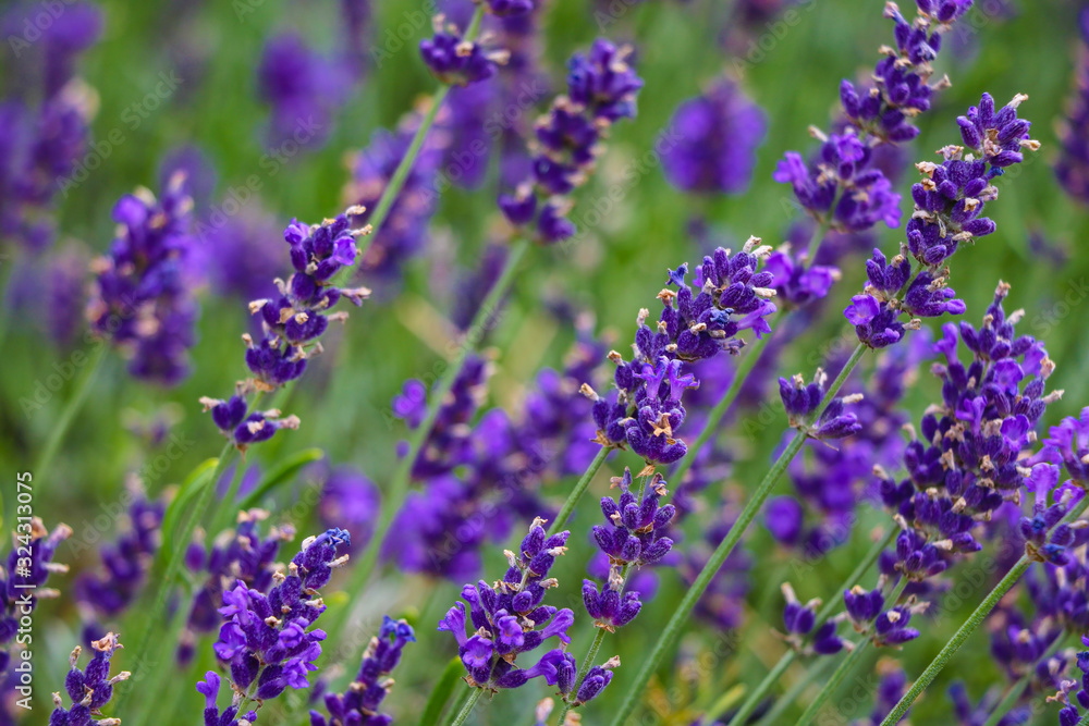 Closeup image of violet lavender flowers in the field in sunny day. Closeup image of violet lavender flowers in the field in sunny day.
