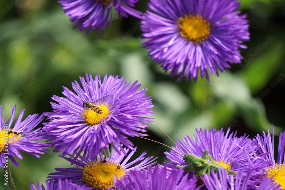 lila Blume mit Schwebefliege