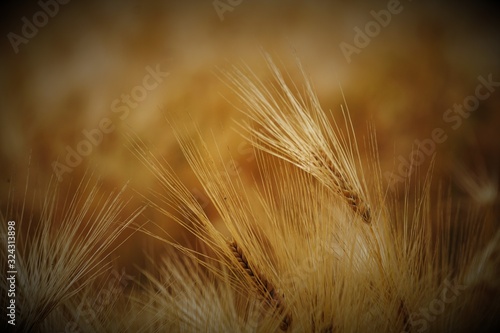 Getreide Gerste Weizen