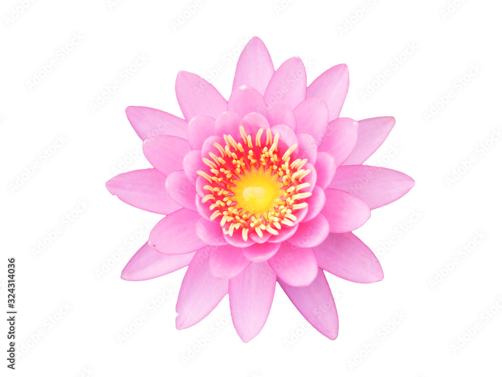 beautiful lotus flower or lily water on white background