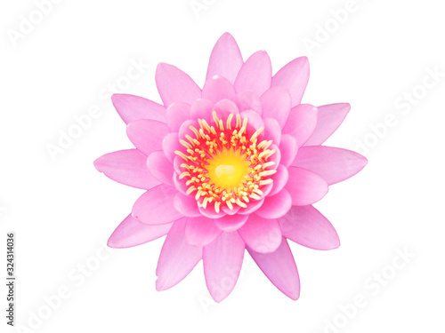 beautiful lotus flower or lily water on white background