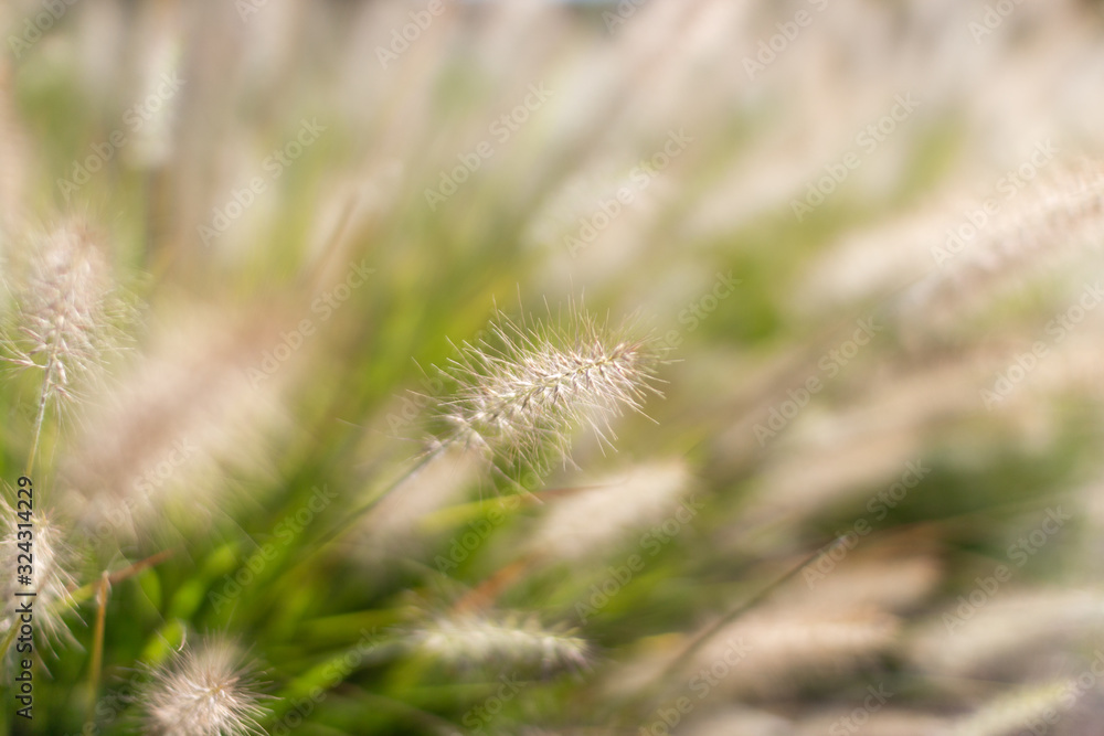 Grass seeds. Fluffy yellow spikelets of grass on a background of a bush of green grass. Shaggy pods in which there are grass seeds. Beautiful green eco background Grass seeds. Fluffy yellow spikelets of grass on a background of a bush of green grass. Shaggy pods in which there are grass seeds. Beautiful green eco background