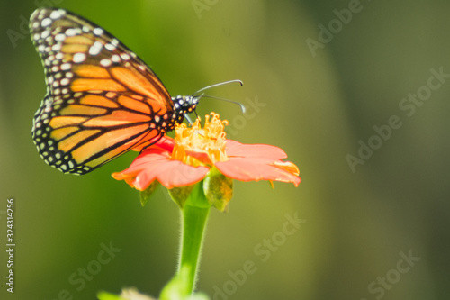 mariposa © fabian