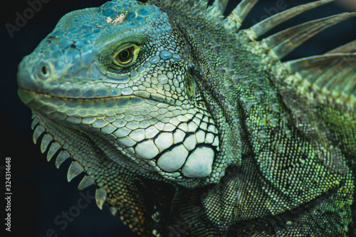 iguana © fabian