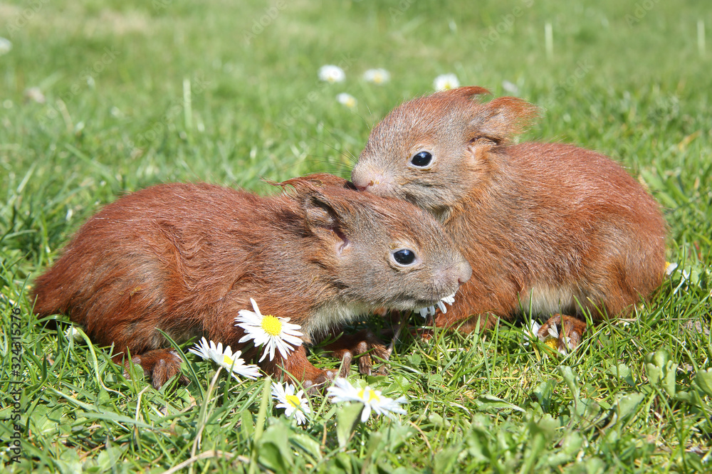 zwei junge Eichhörnchen