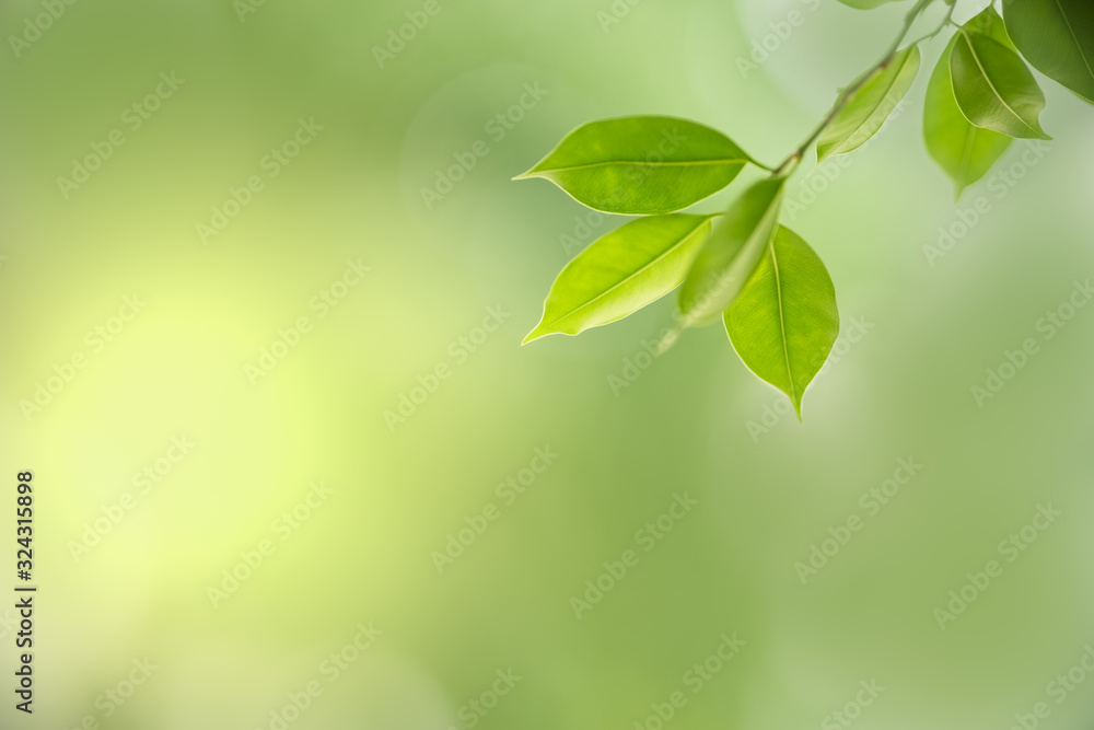Close up of nature view green leaf on blurred greenery background under sunlight with bokeh and copy space using as background natural plants landscape, ecology wallpaper concept. Close up of nature view green leaf on blurred greenery background under sunlight with bokeh and copy space using as background natural plants landscape, ecology wallpaper concept.