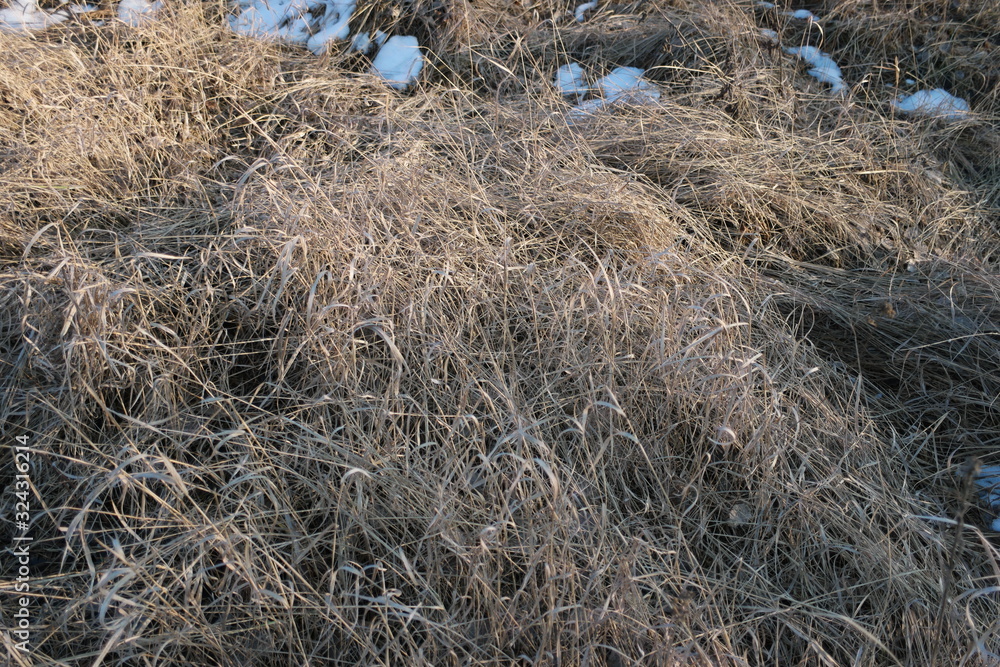 Naklejka premium last snow on beautiful field grass in the field