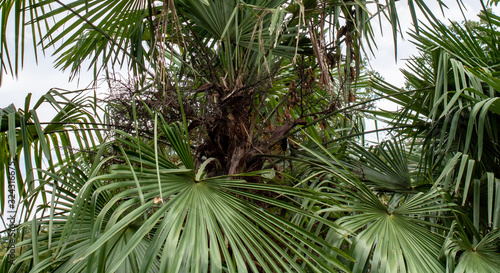 Green subtropical plant with long narrow leaves on the Black Sea coast