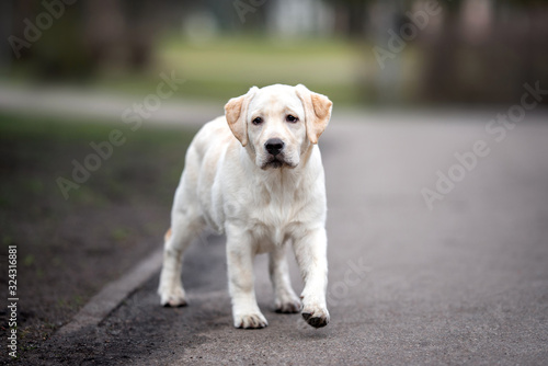 labrador retriever puppy walking outdoors in spring