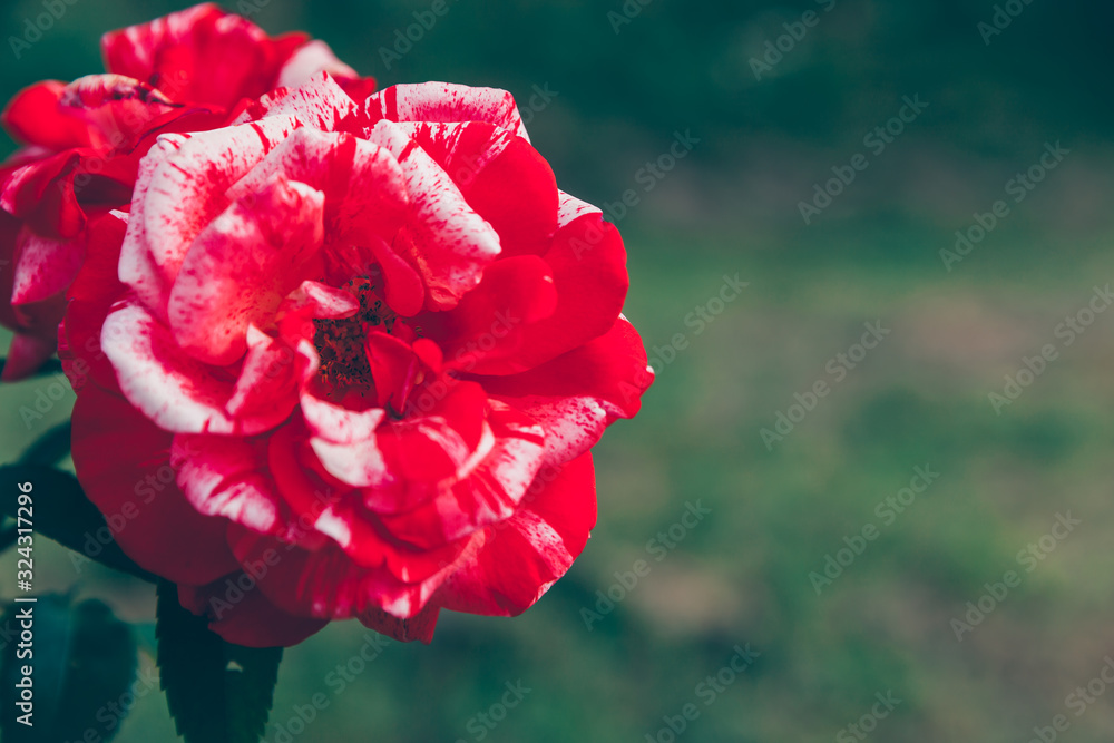 Beautiful pink rose flowers in summer time. Nature background with flowering red roses. Inspirational natural floral spring blooming garden or park backdrop. Beauty flower vintage retro art design. Beautiful pink rose flowers in summer time. Nature background with flowering red roses. Inspirational natural floral spring blooming garden or park backdrop. Beauty flower vintage retro art design.