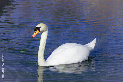 Cisne paseando por el estanque