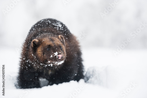 Norway, Bardu, snow-covered wolverine