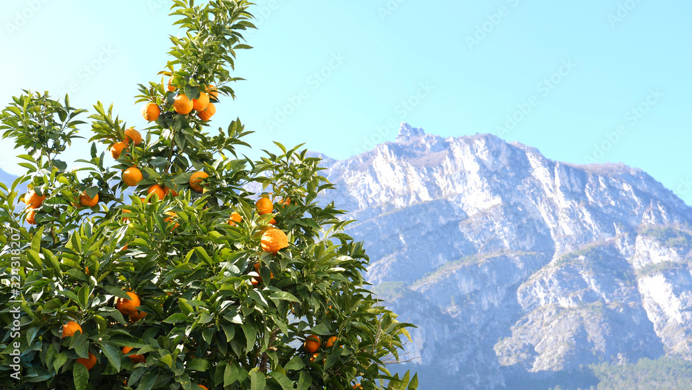 Winter change Spring coming orange trees over snowy mountain background.