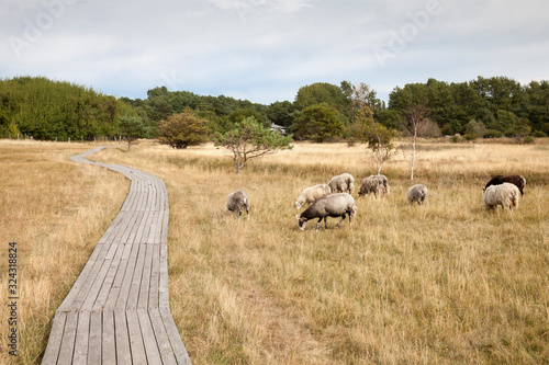 Germany, Mecklenburg-Western Pomerania, Ruegen, Kreptitz Heath Nature Reserve, wooden boardwalk and sheps photo