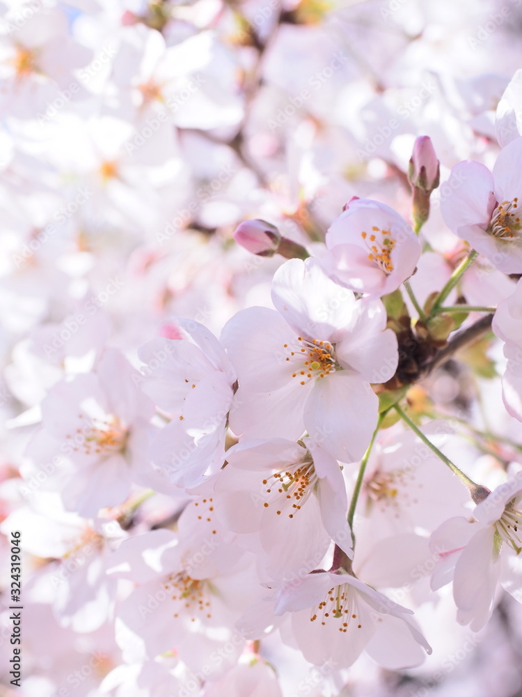 満開の桜　千鳥ヶ淵