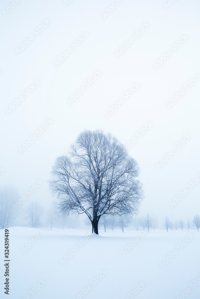 Austria, Mondsee, snow-covered winter landscape Austria, Mondsee, snow-covered winter landscape