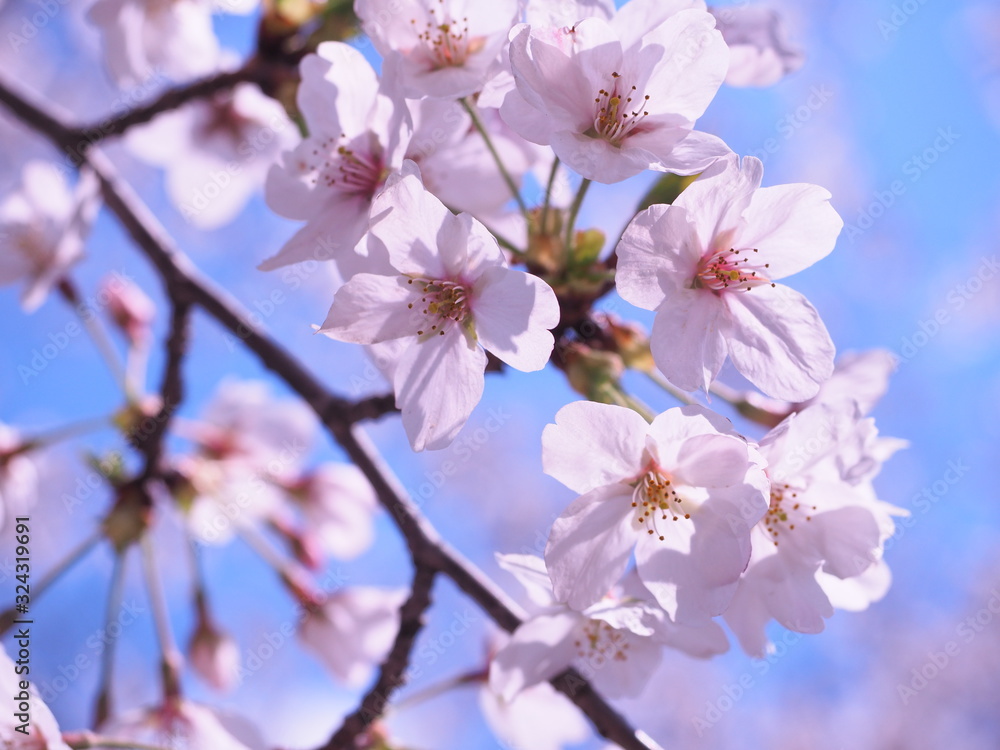 Obraz premium 満開の桜 千鳥ヶ淵