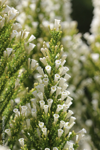 FLORES BRANCAS EM CACHOS