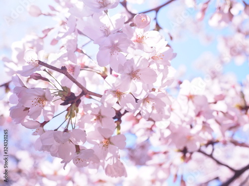 満開の桜　千鳥ヶ淵