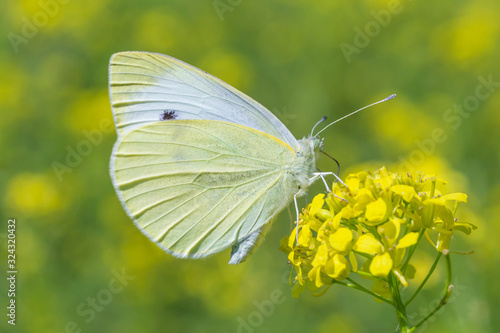 close up of white cabbage butterfly sitting on yellow flower © romantiche