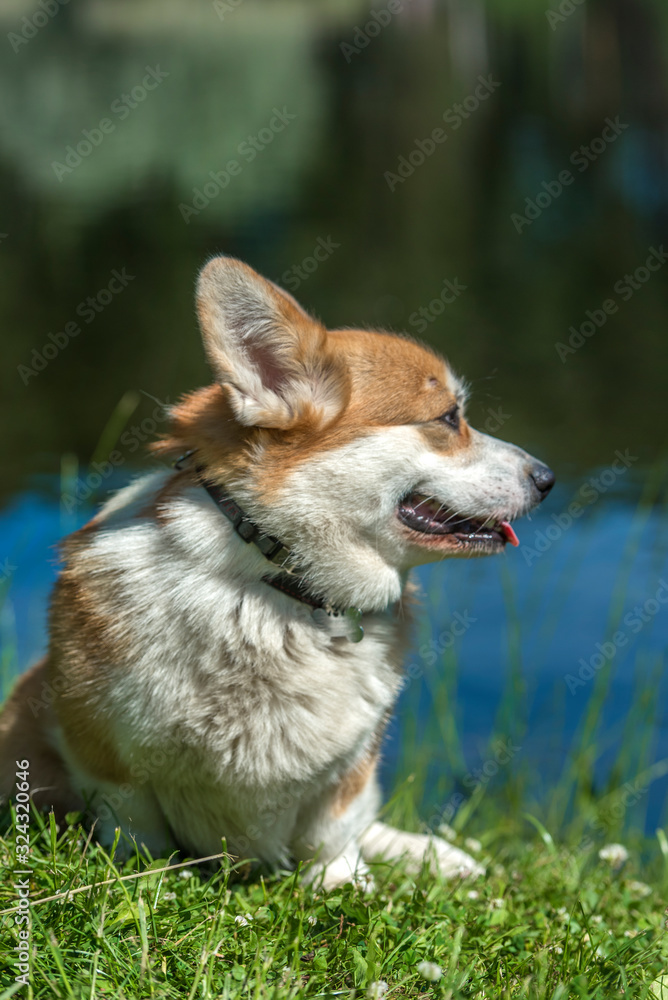 red corgi near the lake red corgi near the lake
