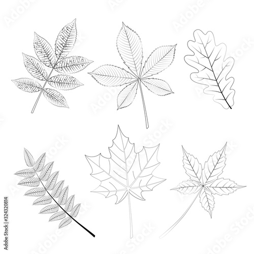 Vector set leaves  outline sketch  oak leaf  leaf of wild grapes and maple  chestnut and ash  rowan.