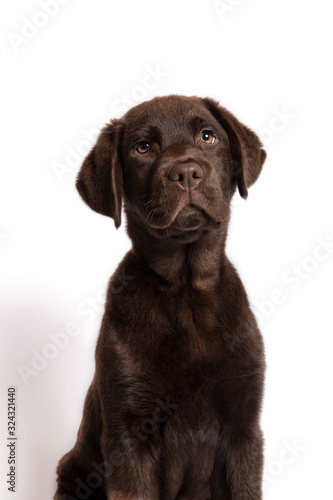 Beautiful chocolate colored Labrador puppy sitting looking towards camera on white background.