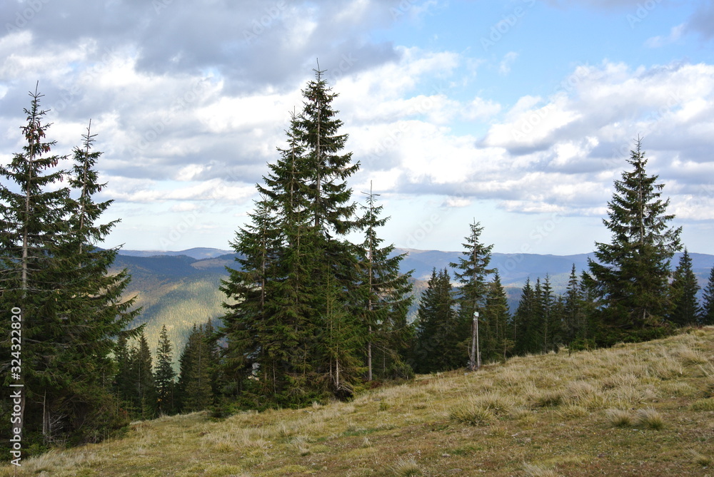 view of pine trees in the mountains 