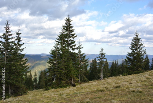 view of pine trees in the mountains 