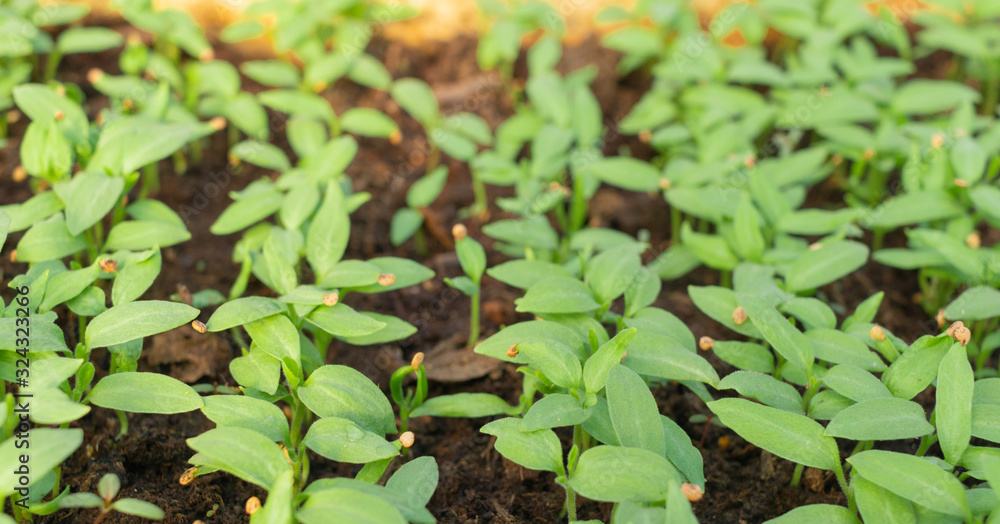 Eggplant sprouts in the soil of a greenhouse grown from seeds. Agriculture , agribusiness, environmental consumption, vegan, horticulture, organic ecological environmen concept Eggplant sprouts in the soil of a greenhouse grown from seeds. Agriculture , agribusiness, environmental consumption, vegan, horticulture, organic ecological environmen concept