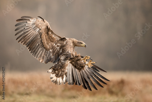 White tailed eagle attacking in flight with open wings © Reto