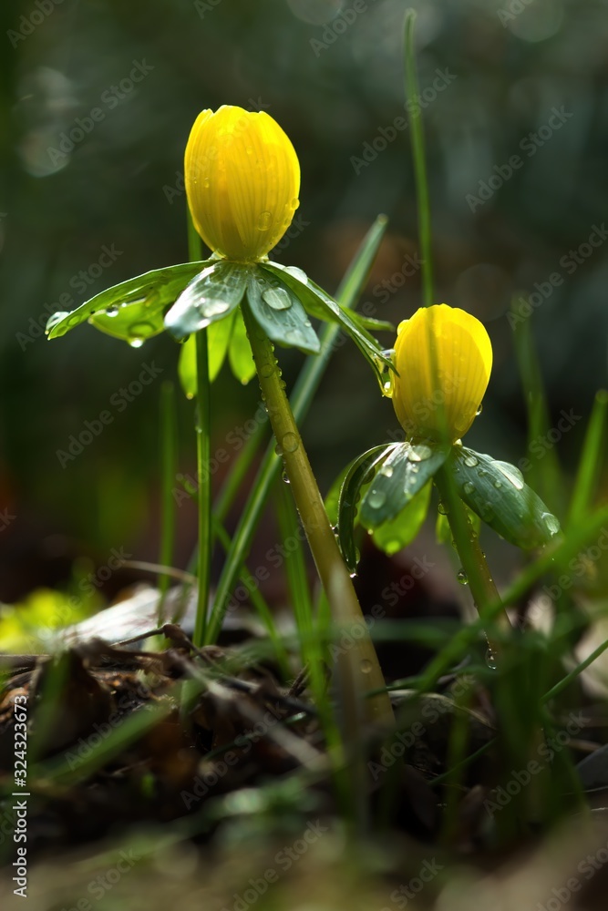 Zwei gelbe Winterlinge im Frühling am Morgen nach Regen mit Wassertropfen auf den Blättern, Eranthis hyemalis